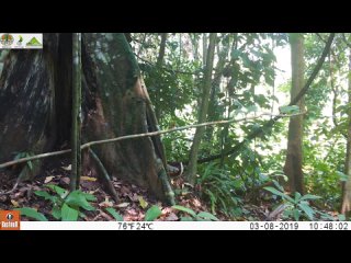 Asiatic Golden Cat (Catopuma temminckii).mp4