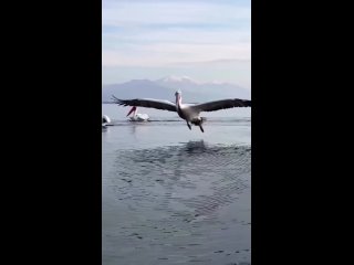 Приводнение австралийского пеликана