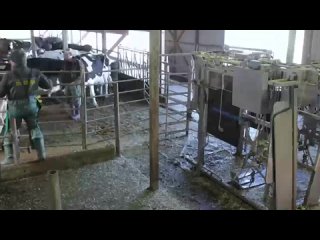 В Малиенской волости открыт кабинет “педикюра“ для коров
