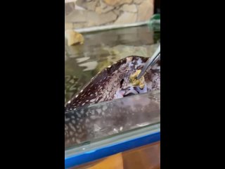 Видео от AquaPlace аквариумы под ключ
