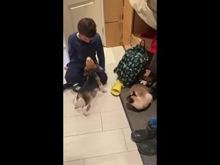 Первая встреча щенка Тайлера с внуком и кошечкой!..