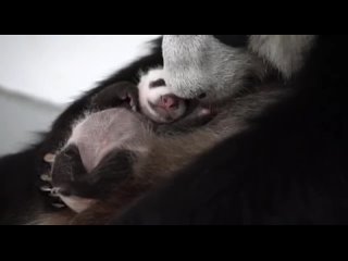 🐼 Малыш панды Диндин уже совсем подрос, но с лап мамы слезать пока не желает.