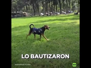 🇲🇽Ejército adopta al perro callejero que se coló en desfile militar en México