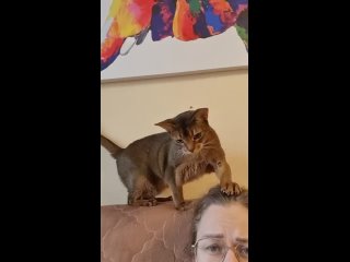 Видео от Zeus Abyssinian/Кот Зевс