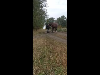 Видео от Конные прогулки, активный отдых в Кинеле/Самаре