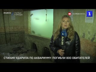 Стихия ударила по аквариуму: погибли 800 обитателей