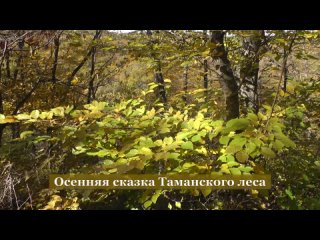 Осенняя сказка Таманского леса
