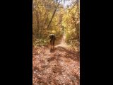 Видео от Конные прогулки в лес.  г.Оренбург  89068483910
