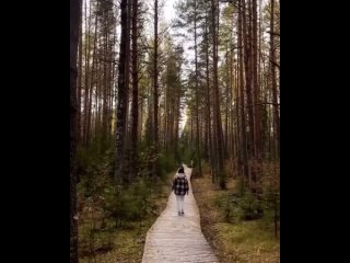 Эко-тропа «Вишенское болото» в Керженском заповеднике — отличное место для осенних прогулок!

🎬: matveeva_juli