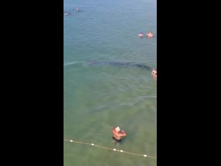 Дельфины приплыли прямо к пляжу с отдыхающими в Анапе [№]