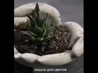 красивое выращивание растений