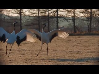 【北海道の絶景】タンチョウ　赤い吐息　美しき光景　 Танец японского журавля.mp4