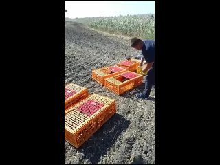 В Приморско-Ахтарском районе выпустили на волю 500 фазанов.