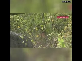 ️Т-80 разбивает опорник боевиков на Краснолиманском направлении  Получив координаты целей, боевые ма