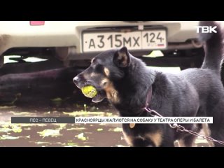 Поющий пес: у красноярского театра живет собака по кличке Тузик
