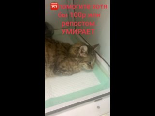 🆘🚨#москва #кошки #репост УМИРАЕТ НАША ТАСЯ