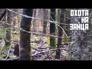 Охота с гончими в Кировской области