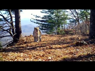 Дальневосточный леопард в осенней листве