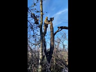 ‍⬛ Soldados rusos rescataron a un gatito cuya cabeza estaba atascada en una lata, y el gato se subió a un árbol por miedo