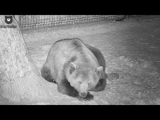 Нападение ежа на медведя