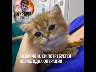 Ветеринары из Уфы спасли котенка, которая не могла ходить