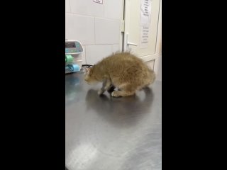 Ветеринары в Уфе помогли котенку встать на ноги