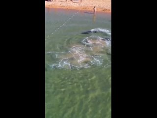Дельфины приплыли к пляжу с отдыхающими в Анапе 🐬