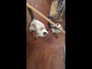 Коты играют с “мышкой“