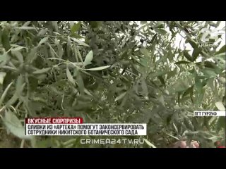 🫒 В «Артеке» устроили соревнования по сбору оливок: консервированный урожай передадут бойцам СВО