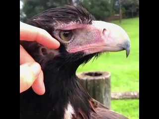 Ушное отверстие птицы