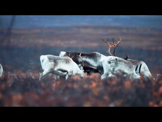 Norways Greatest Adventure_ 12K HDR 60fps Dolby Vision