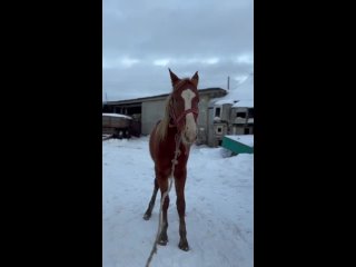 Видео от Спасение лошадей с бойни «Амулет», служба помощи