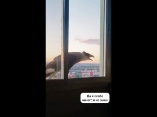 Орел общается с котом