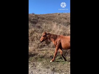 Видео от Красивая стрижка собак и кошек в Ростове-на-Дону