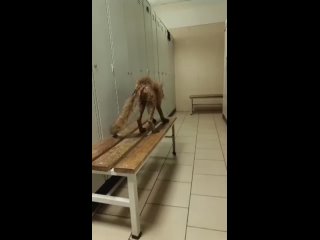 Истощенная лисица пробралась в раздевалку на заводе в Тихвине
