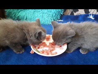 Месячные котятки кушают сырую свинину