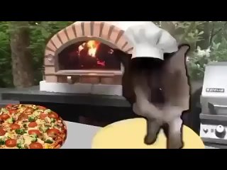 pizza catto