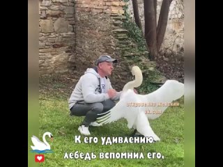 Удивительная история дружбы мужчины и лебедя