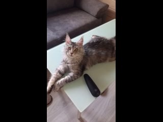 Видео от Питомник кошек мейн-кун Wild Spirit of Forest