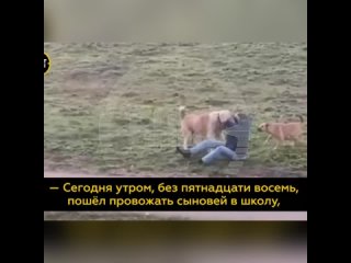 Стая собак напала на житeля Башкирии