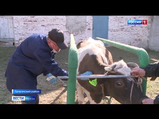 В Пензенской области проходит осенний плановый осмотр сельскохозяйственных животных