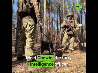 Chewbacca (or simply Chewie) is a Shar Pei that lives with intelligence officers. When she came up to the soldiers’ Tigr (milita
