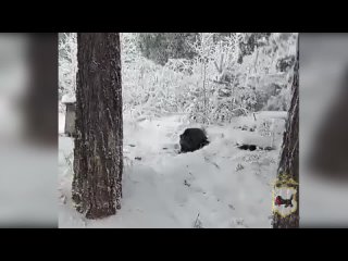 Медвежонок на улицах посёлка Невон (Иркутская область)