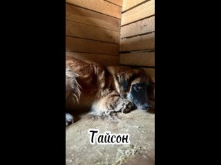 Тайсон,наш золотистый красавец 😍
спокойный, обаятельный и умный пёс 🐕 

На прогулке он идет рядом, исследуя все вокруг и интерес