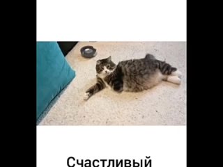 Спасли котика