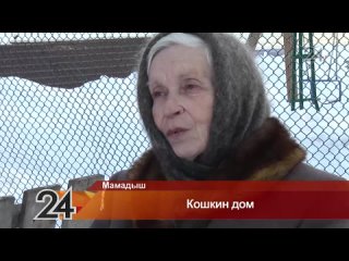 «На помойку выкидывают мусор и котят»: в Мамадыше кошки ютятся в собачьей будке