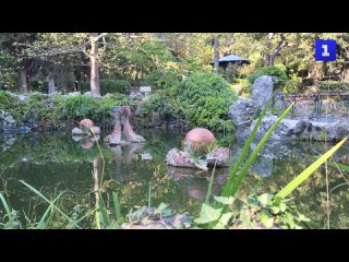 Осень в Форосском парке: в пруду с черепахами распускаются лилии