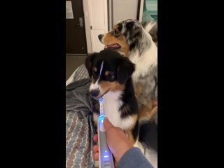 Соьаке (собаке) захотели почистить зубы электрощёткой, но ей она не нравится и не знает как её укусить