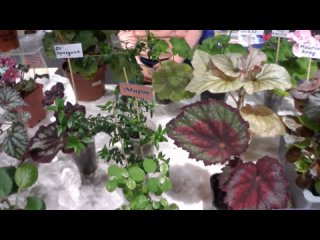 выставка продажа цветов комнатных растений 04 11 2023 кактусы фиалки герань мирты редкие растения