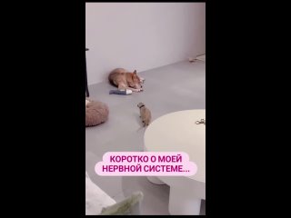 Собачки